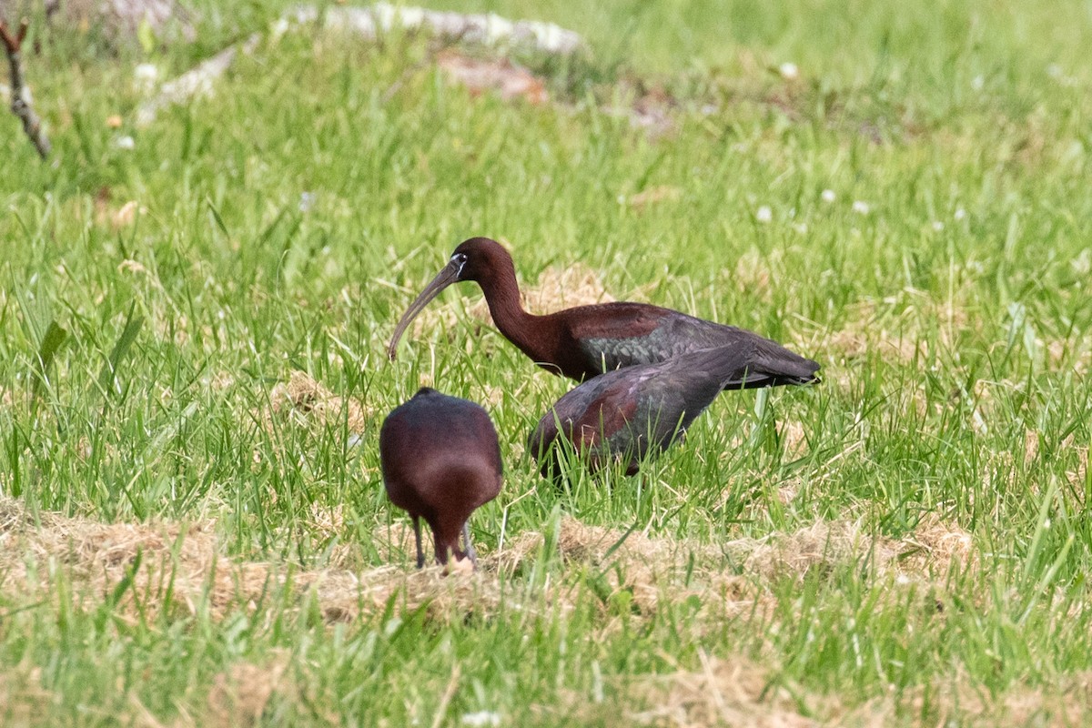 Glossy Ibis - ML659095806