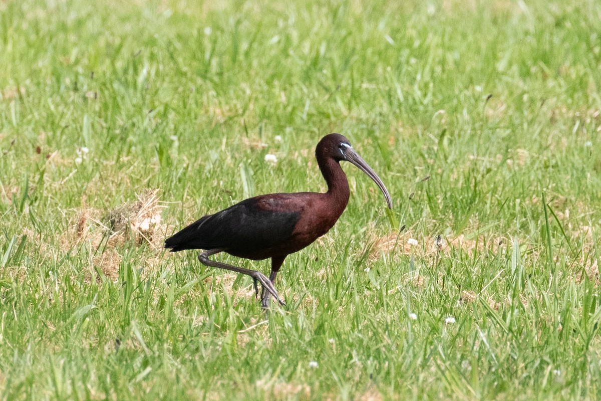 Glossy Ibis - ML659095807