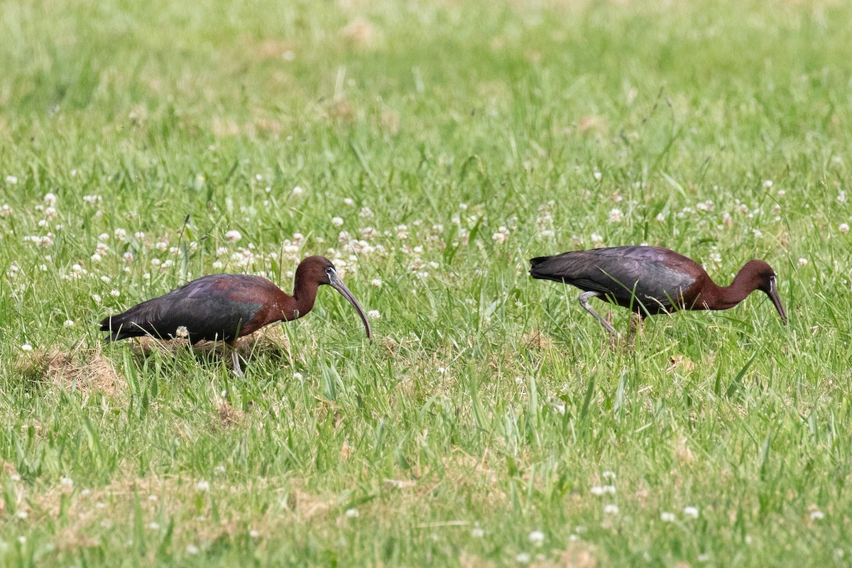 Glossy Ibis - ML659095808