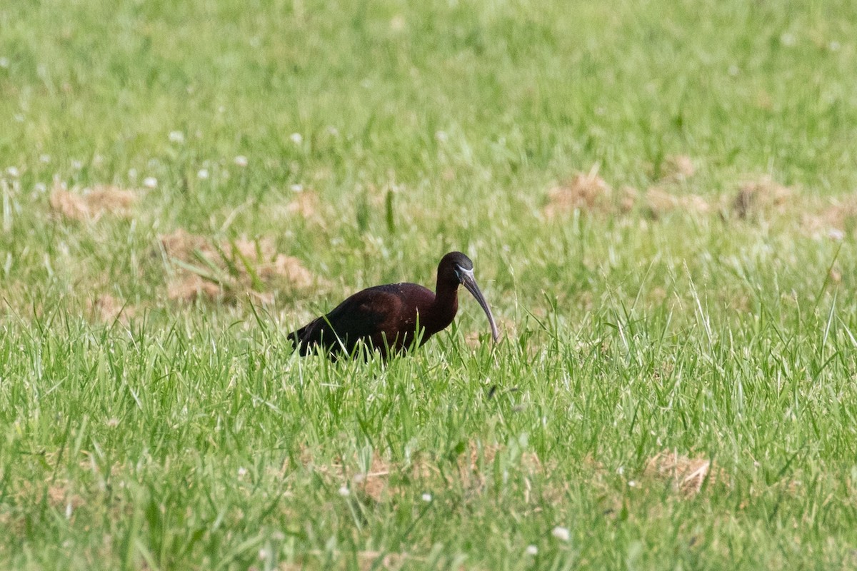 Glossy Ibis - ML659095814