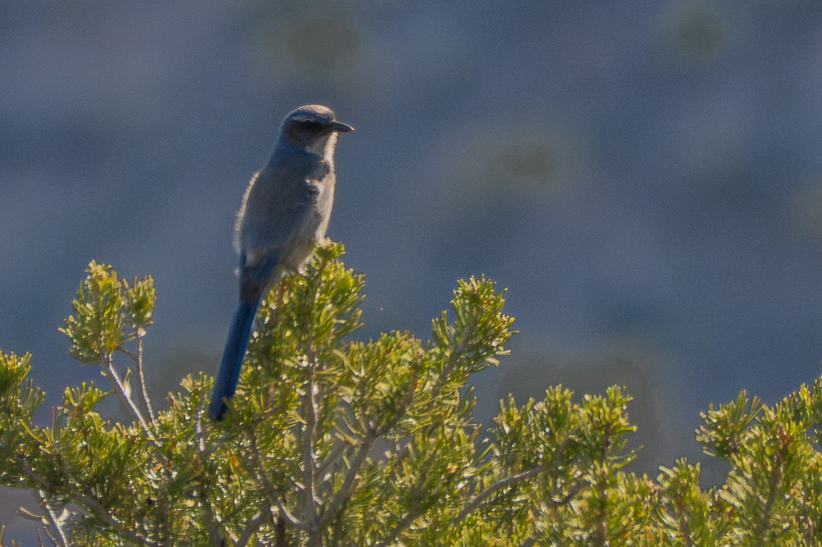 Woodhouse's Scrub-Jay - ML659095837