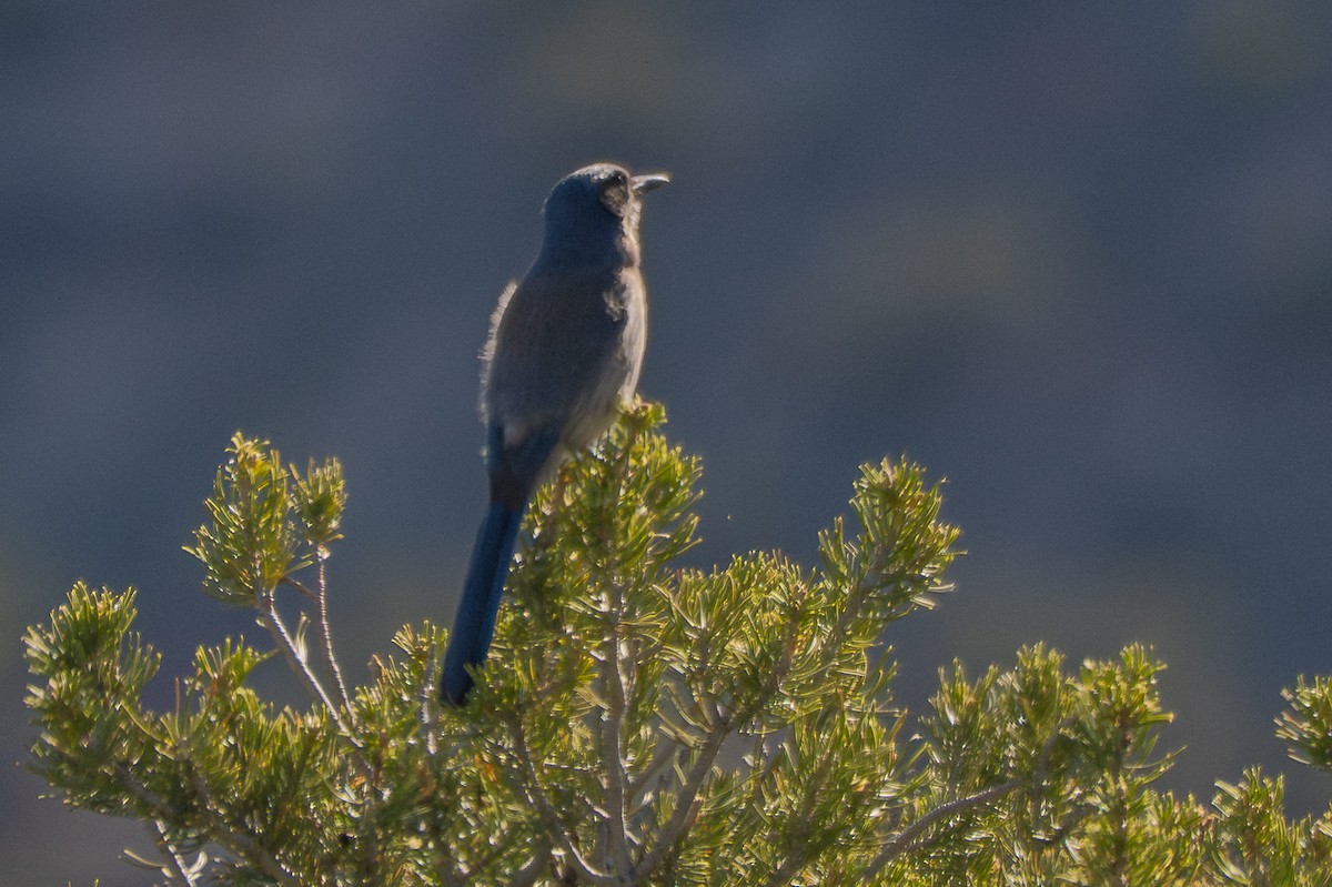Woodhouse's Scrub-Jay - ML659095838