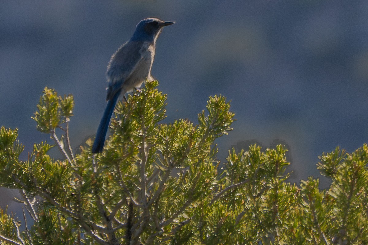Woodhouse's Scrub-Jay - ML659095919