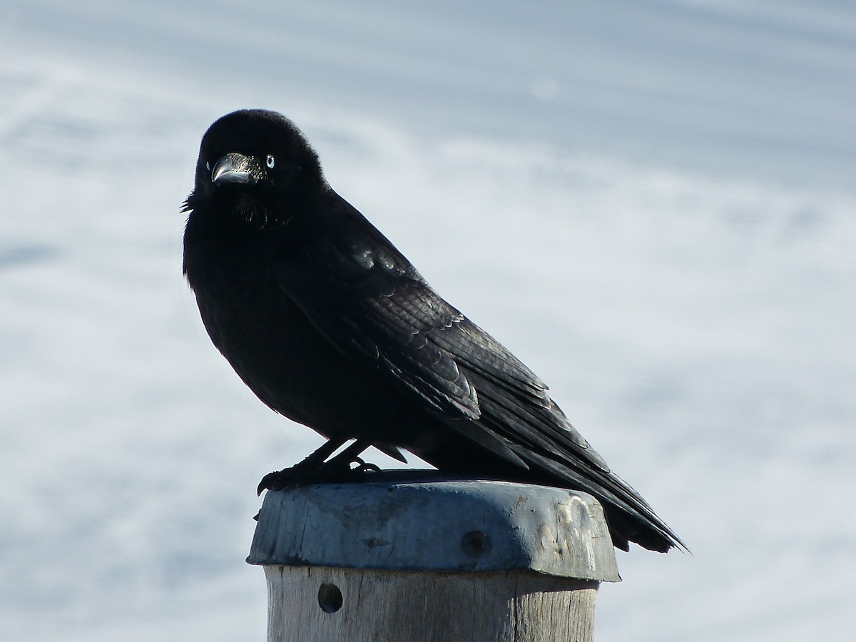 Little Raven - ML65909611