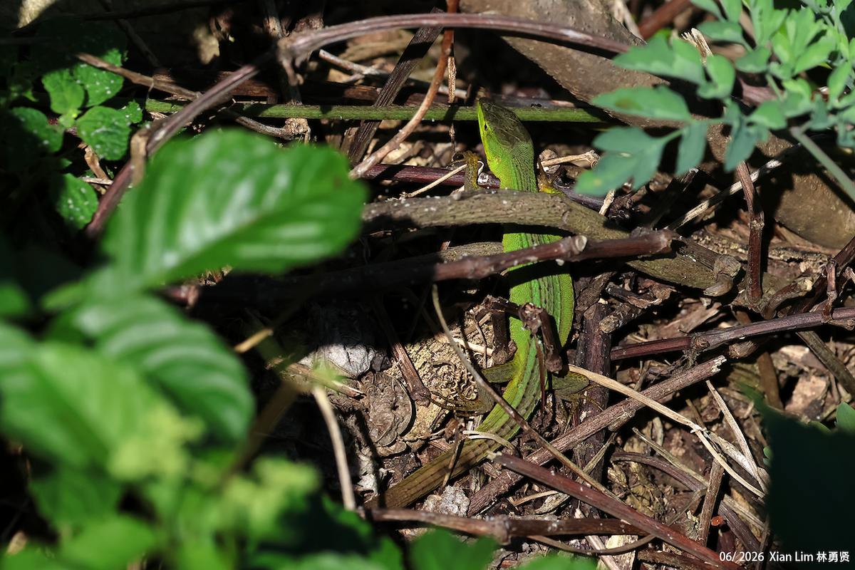 China Grass Lizard - ML659097813