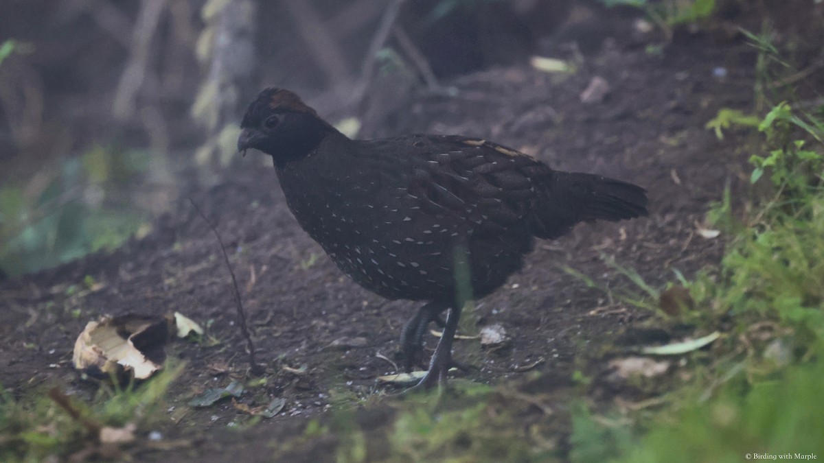 Black-fronted Wood-Quail - ML659097997