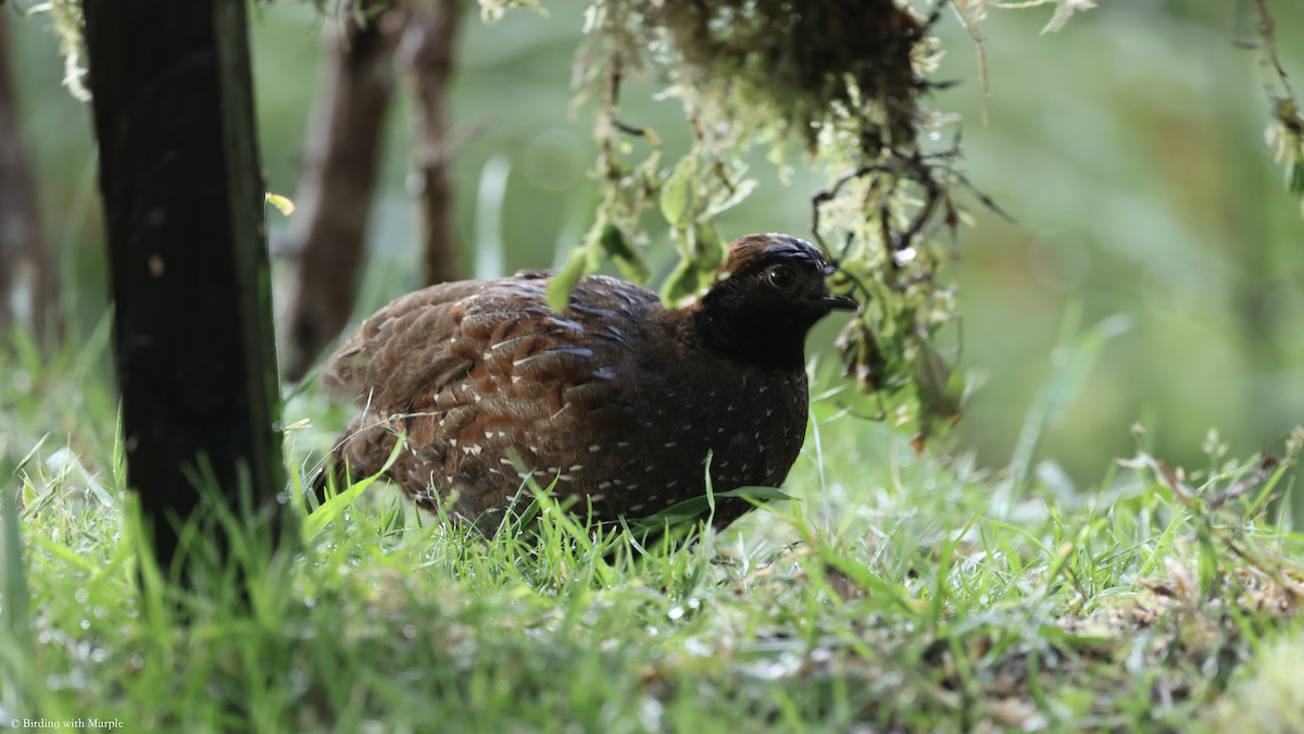 Black-fronted Wood-Quail - ML659098088