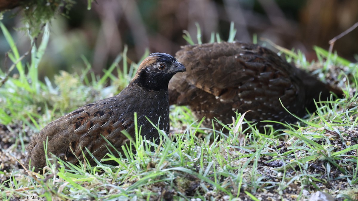 Black-fronted Wood-Quail - ML659098089