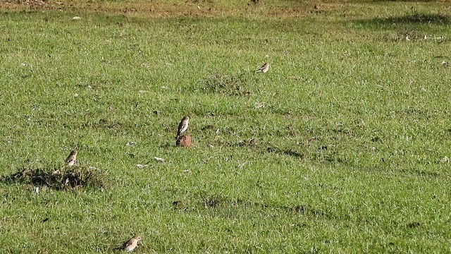 Flame Robin - ML659098342