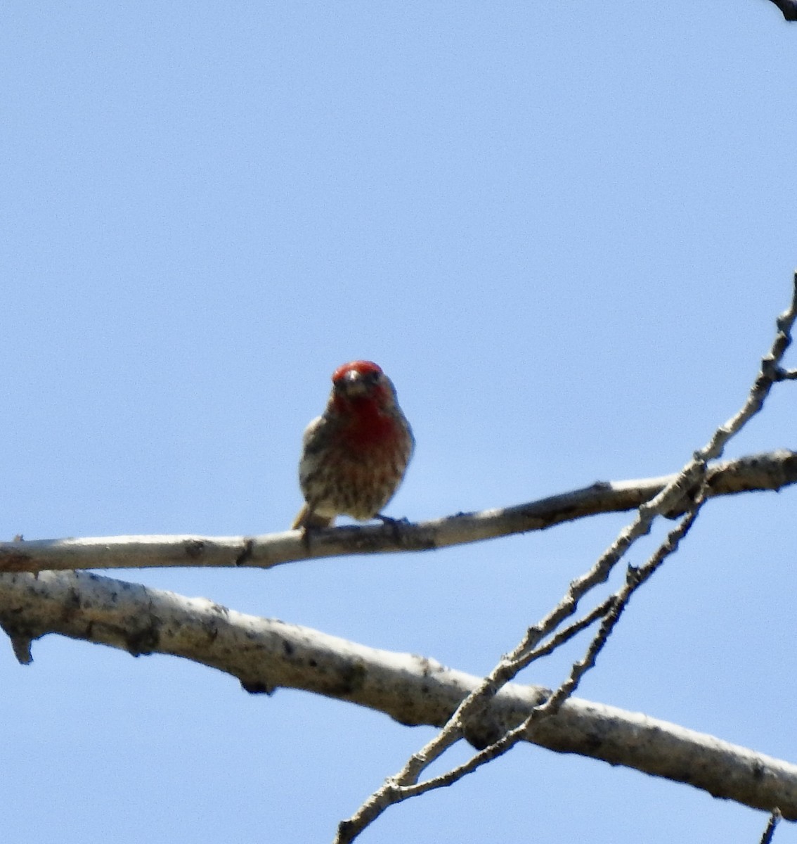 House Finch - ML659098529