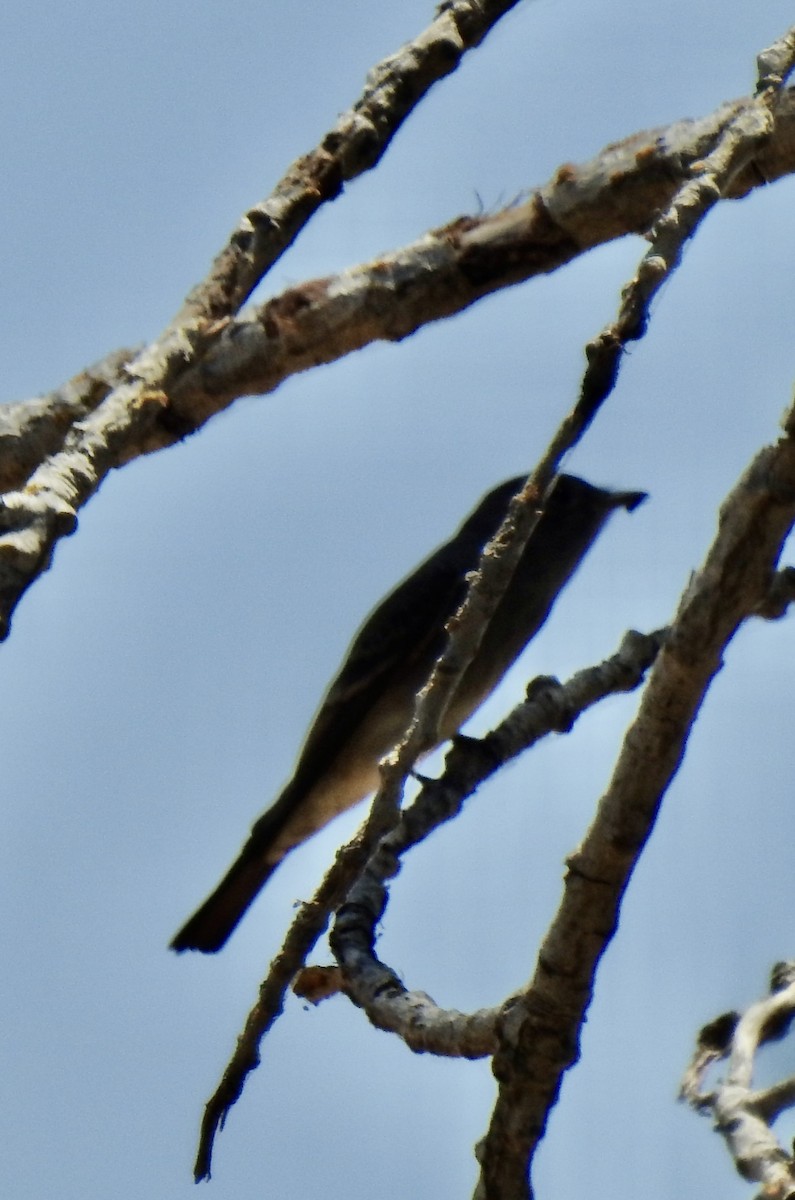 Western Kingbird - ML659098542