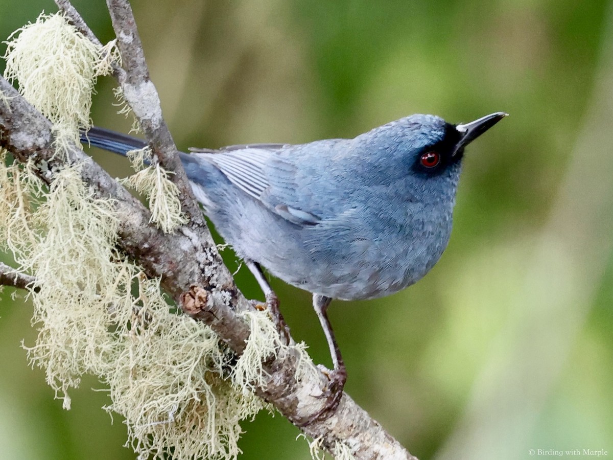 Bluish Flowerpiercer - ML659098557