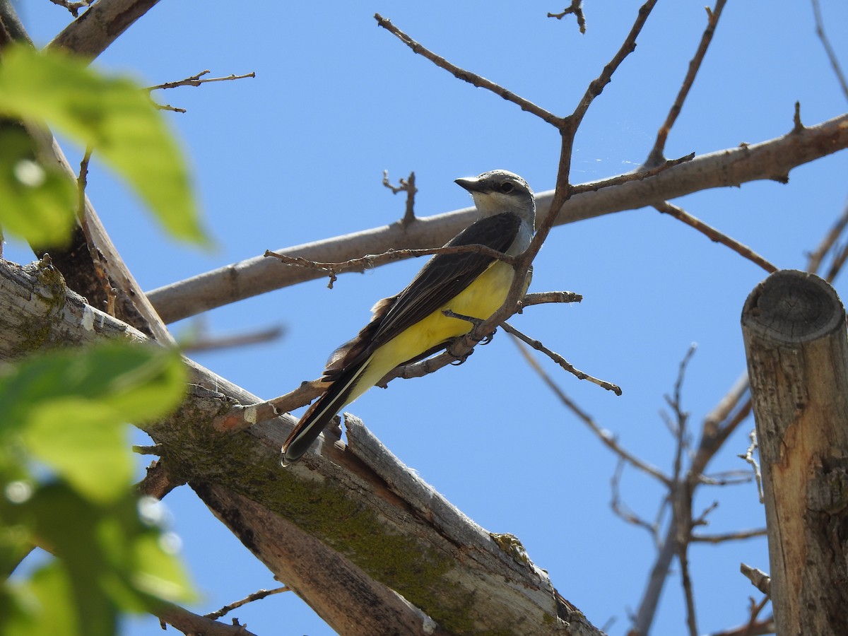 Western Kingbird - ML659098563