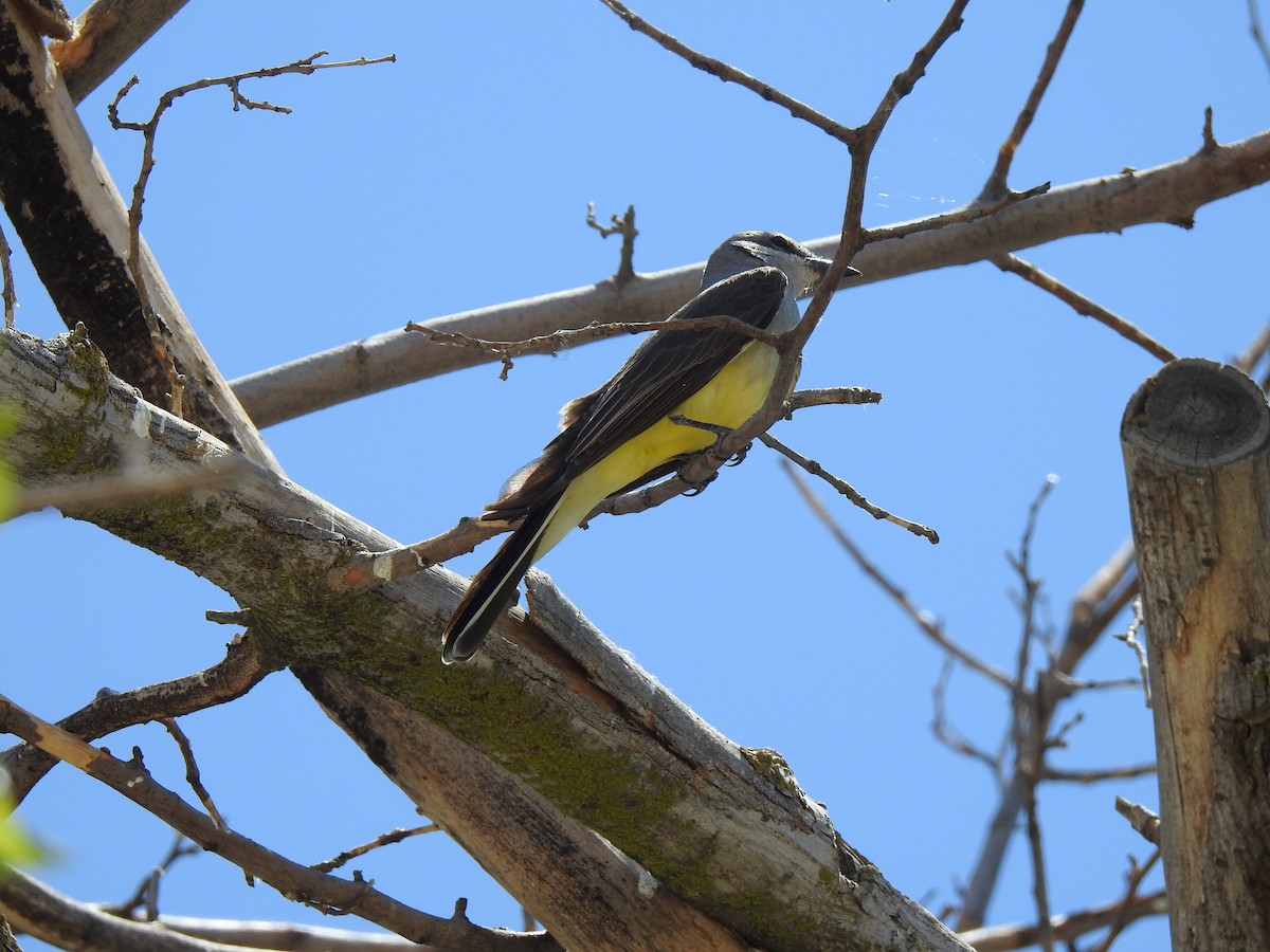 Western Kingbird - ML659098601
