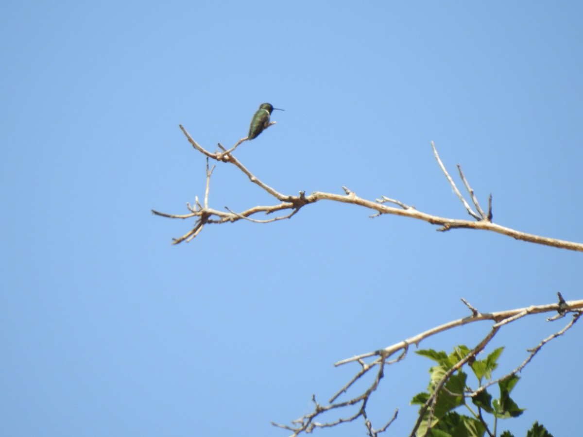 Anna's Hummingbird - ML659098624