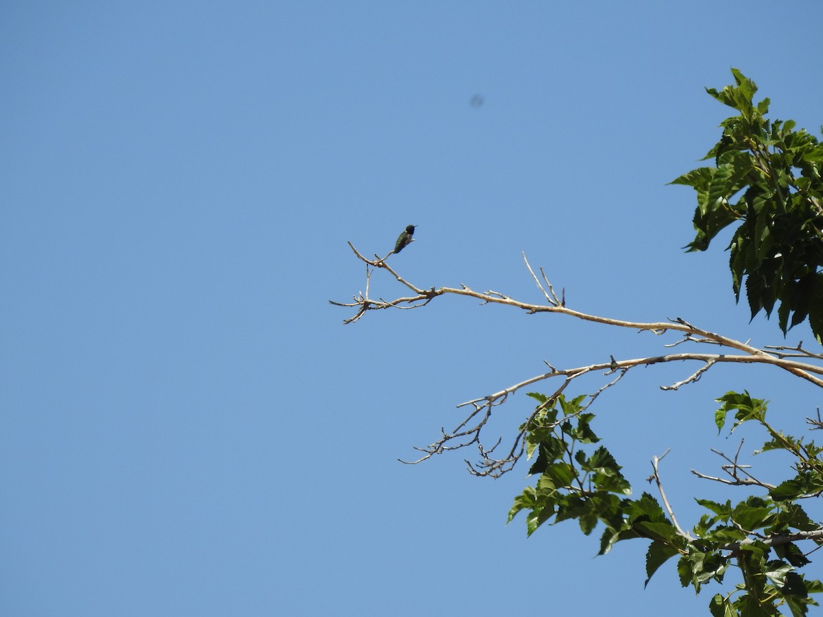Anna's Hummingbird - ML659098625