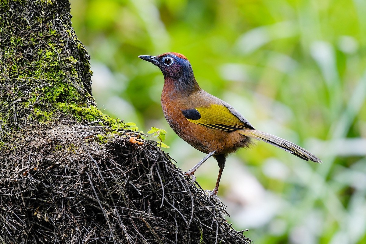 Malayan Laughingthrush - ML659098764