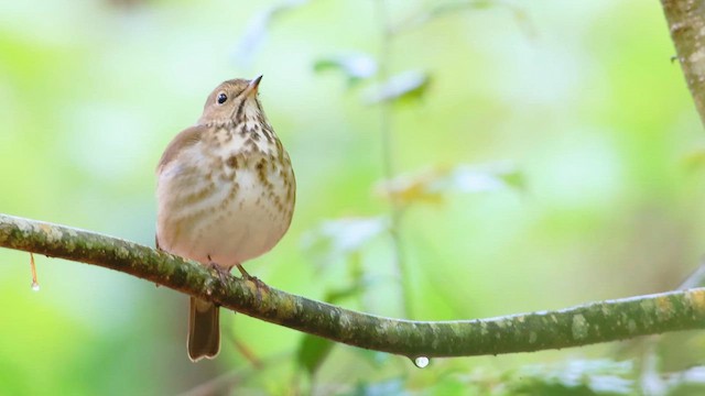 Hermit Thrush (faxoni/crymophilus) - ML659099093