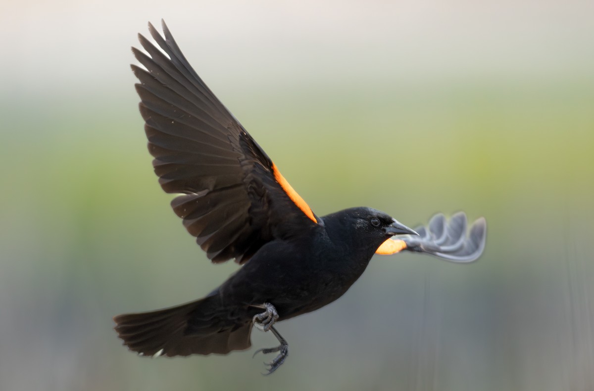 Red-winged Blackbird (Red-winged) - ML659099643