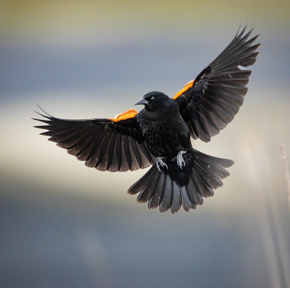 Red-winged Blackbird (Red-winged) - ML659099644