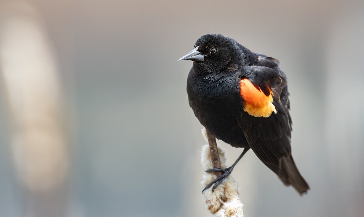 Red-winged Blackbird (Red-winged) - ML659099645