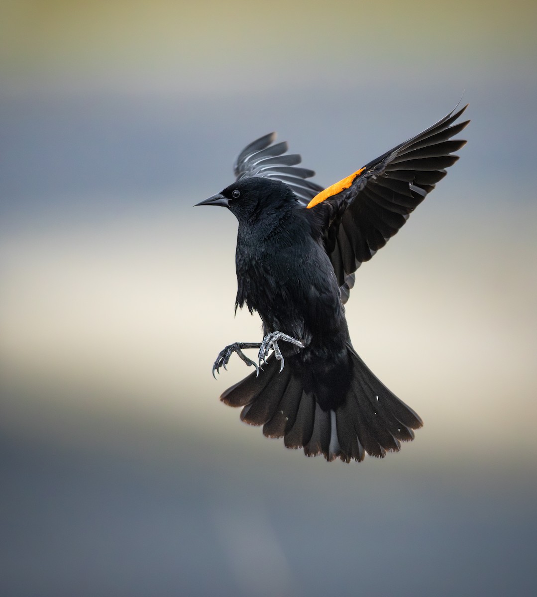 Red-winged Blackbird (Red-winged) - ML659099646