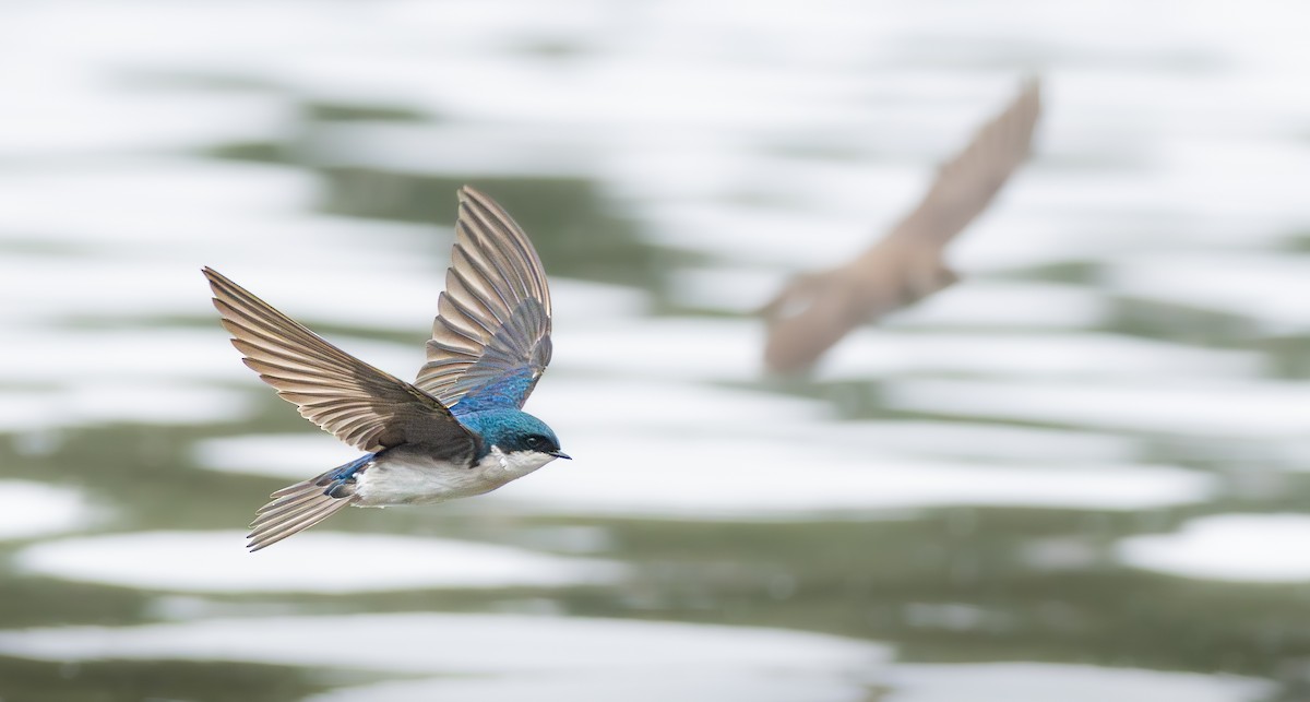 Tree Swallow - ML659099745