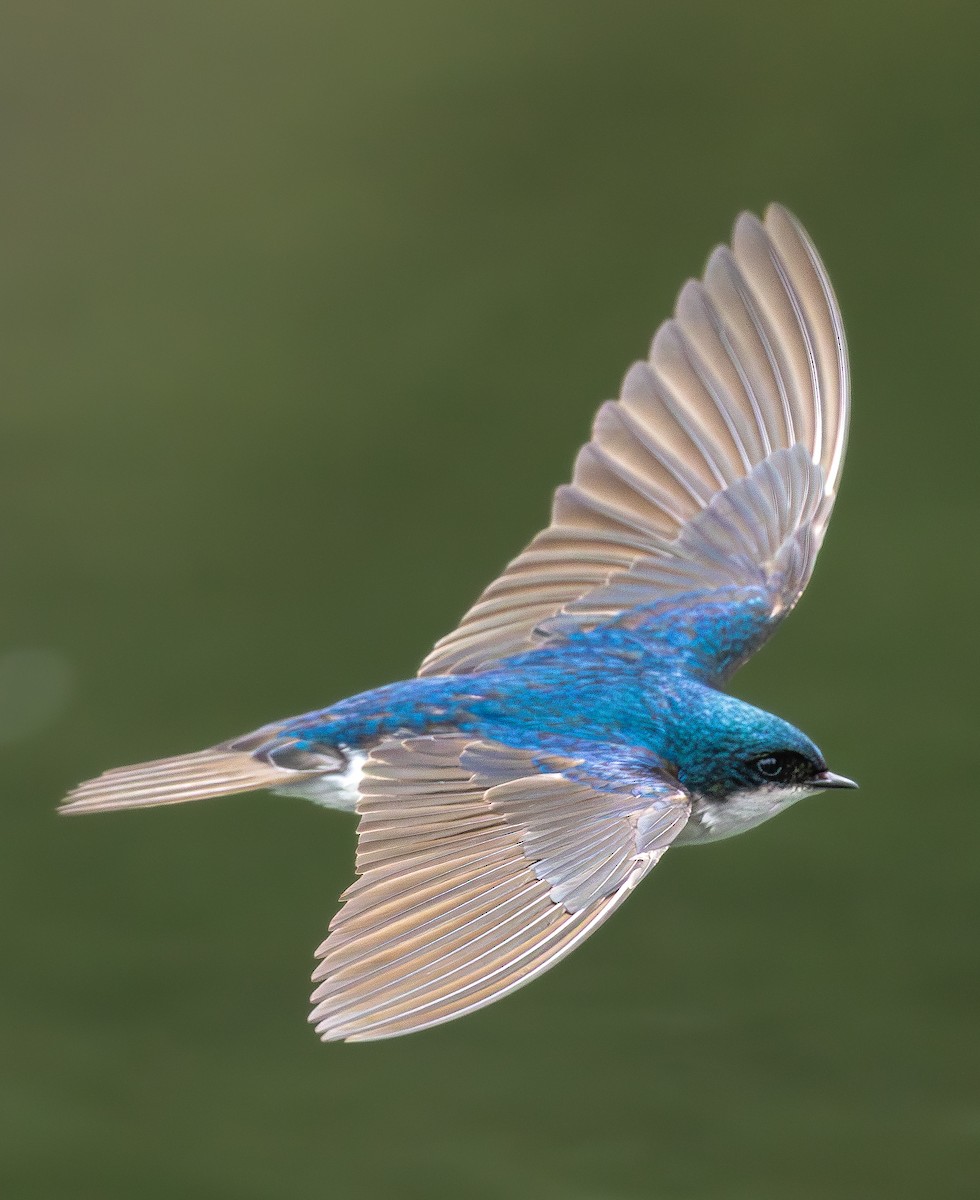 Tree Swallow - ML659099748