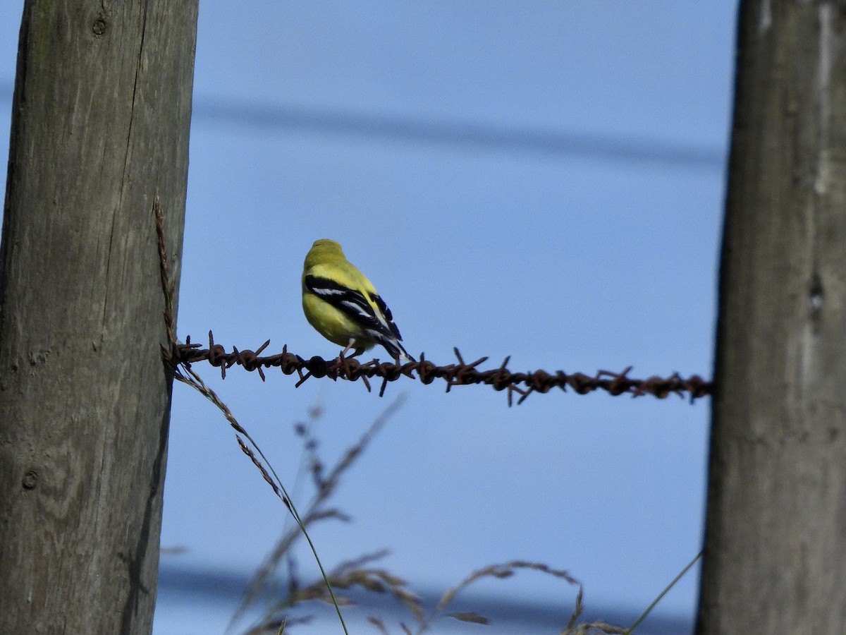 Chardonneret jaune - ML659099762