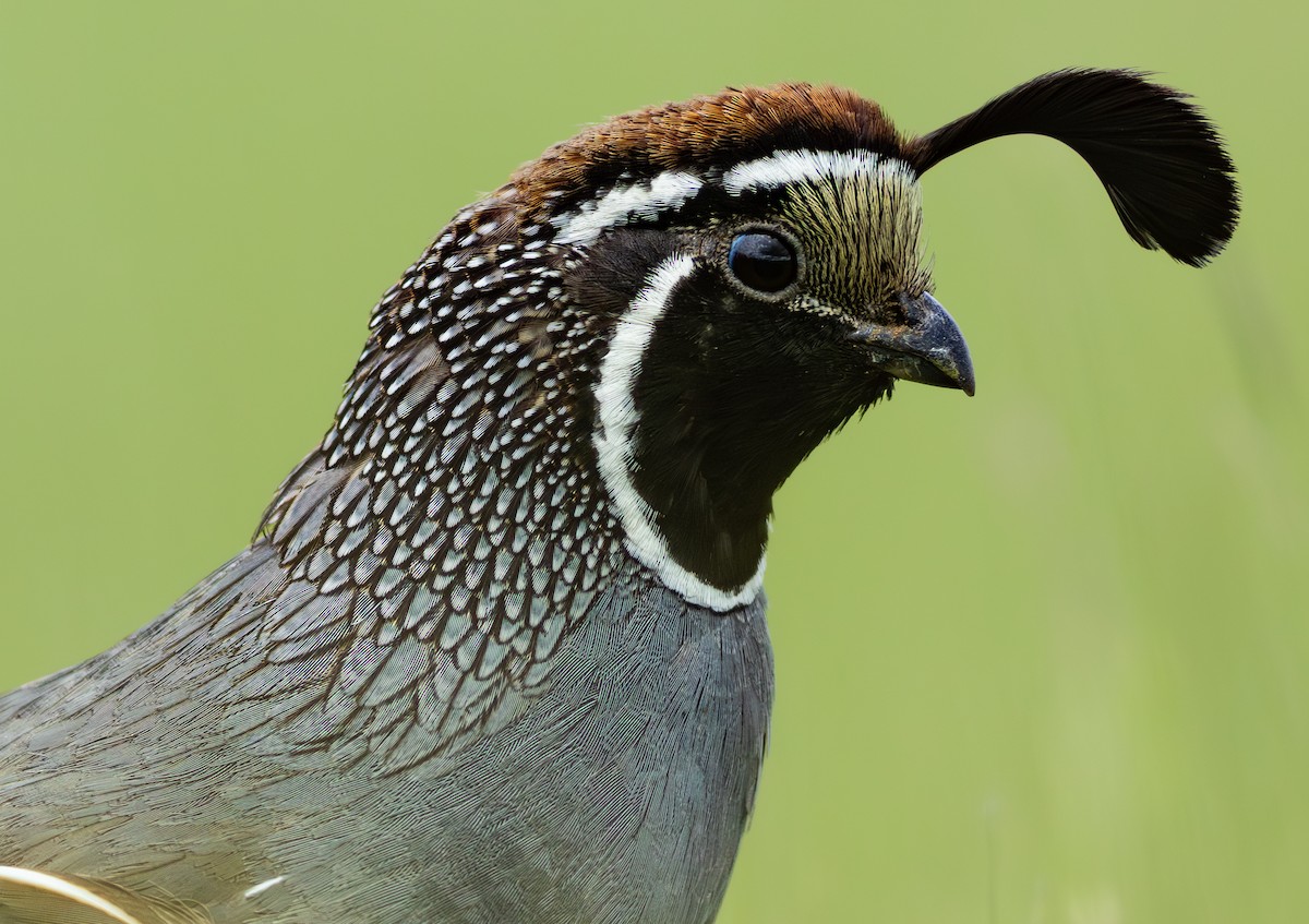 California Quail - ML659099764