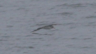 Cory's Shearwater (borealis) - ML65910021