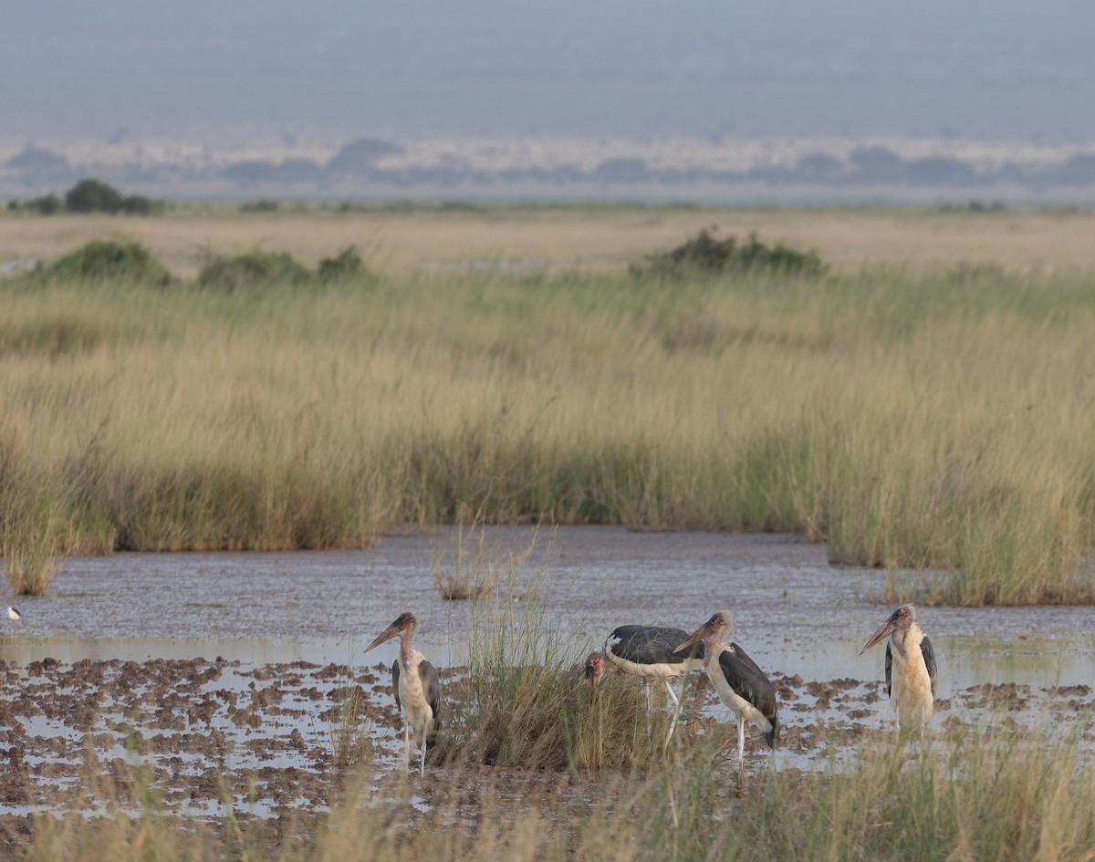 marabu africký - ML659100452