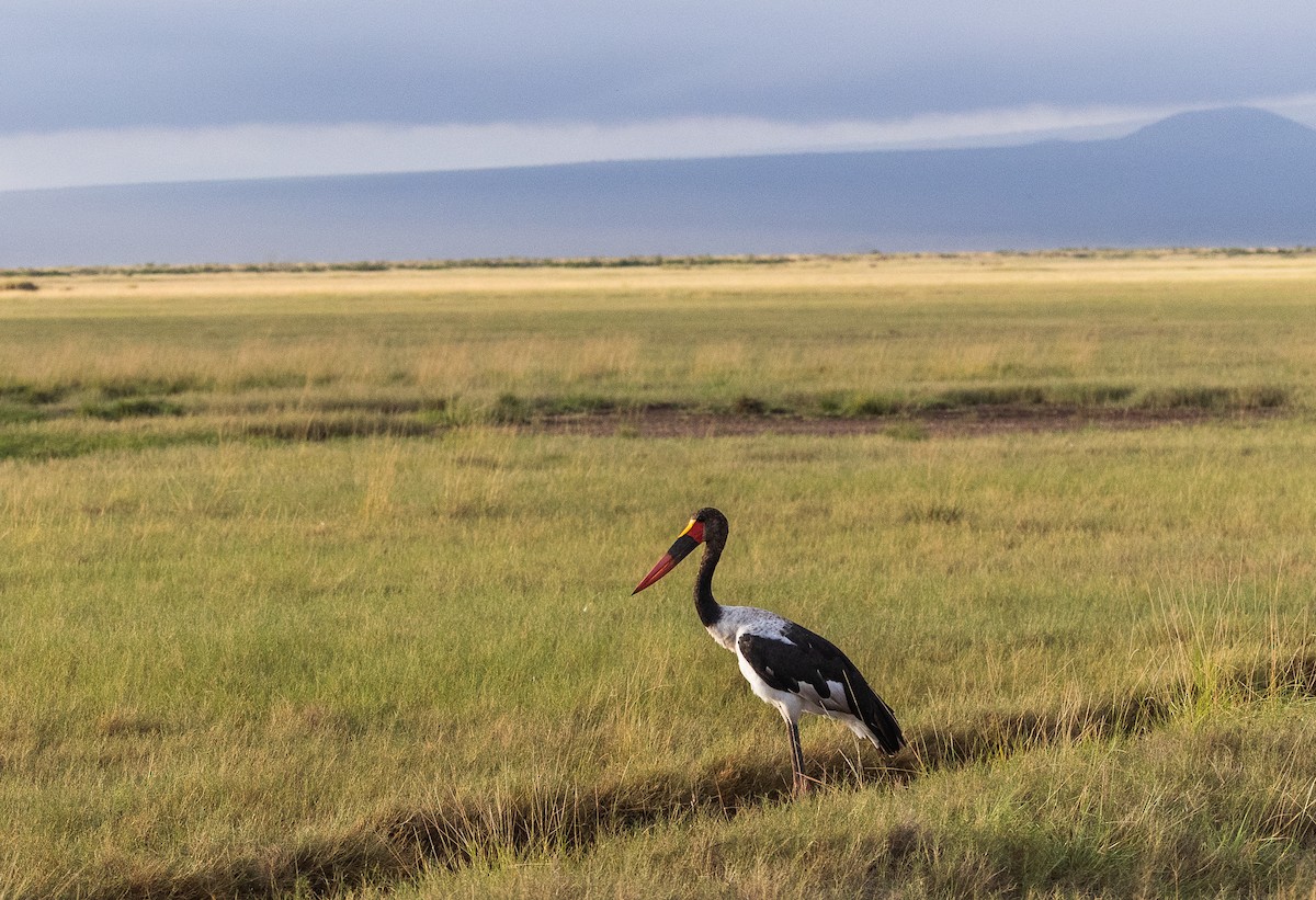 Saddle-billed Stork - ML659101206