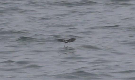 Wilson's Storm-Petrel - Jason Rieger