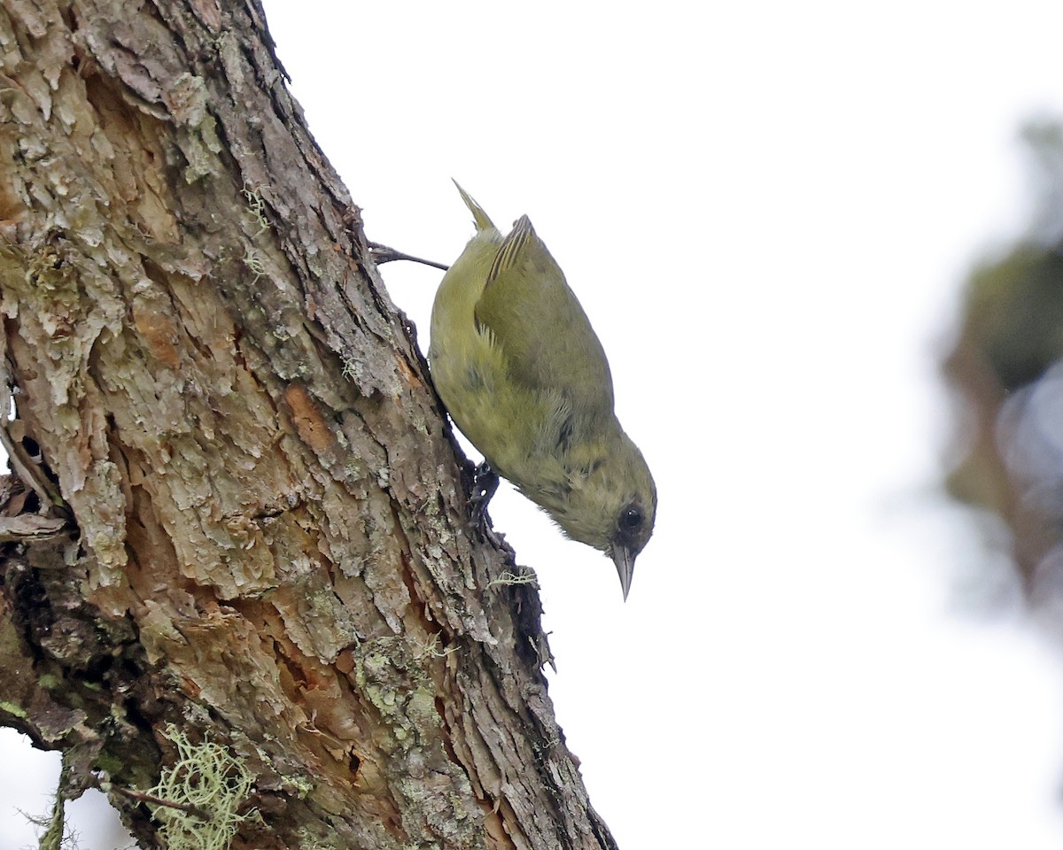Hawaii Creeper - ML659101465