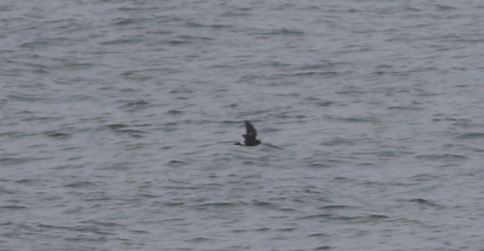 Wilson's Storm-Petrel - ML65910161