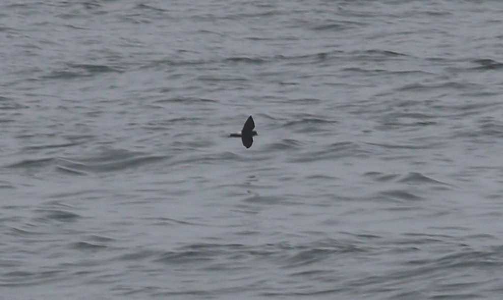 Wilson's Storm-Petrel - ML65910181