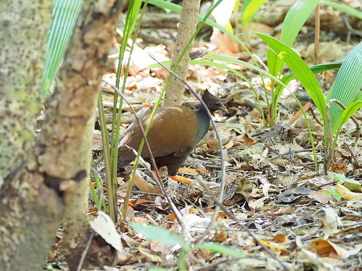 Orange-footed Megapode - ML659102486