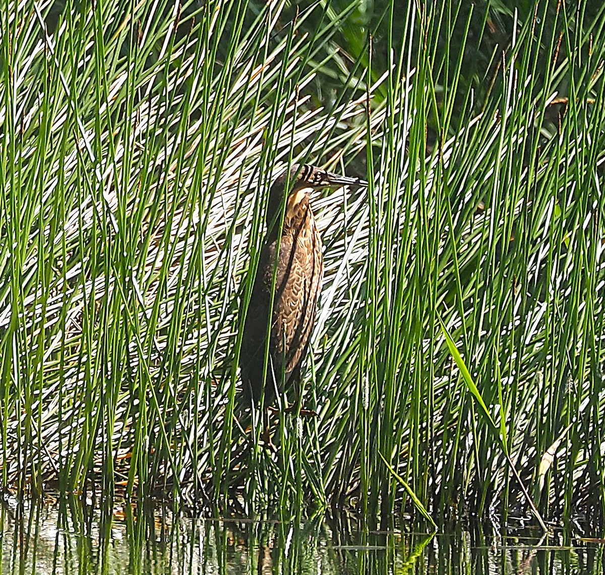 Black Bittern - ML659102492