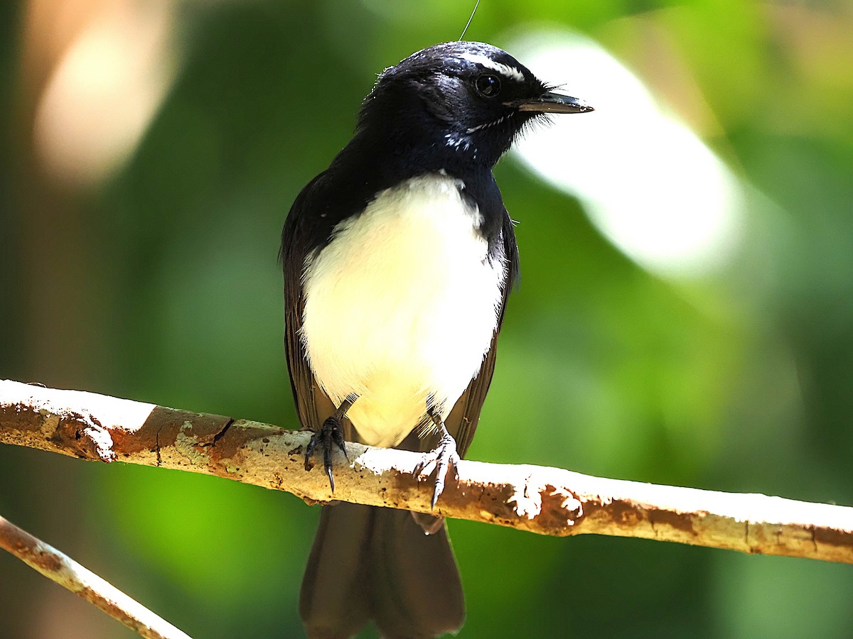 Willie-wagtail - ML659102496
