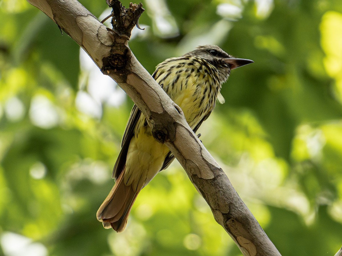 Sulphur-bellied Flycatcher - ML659102651