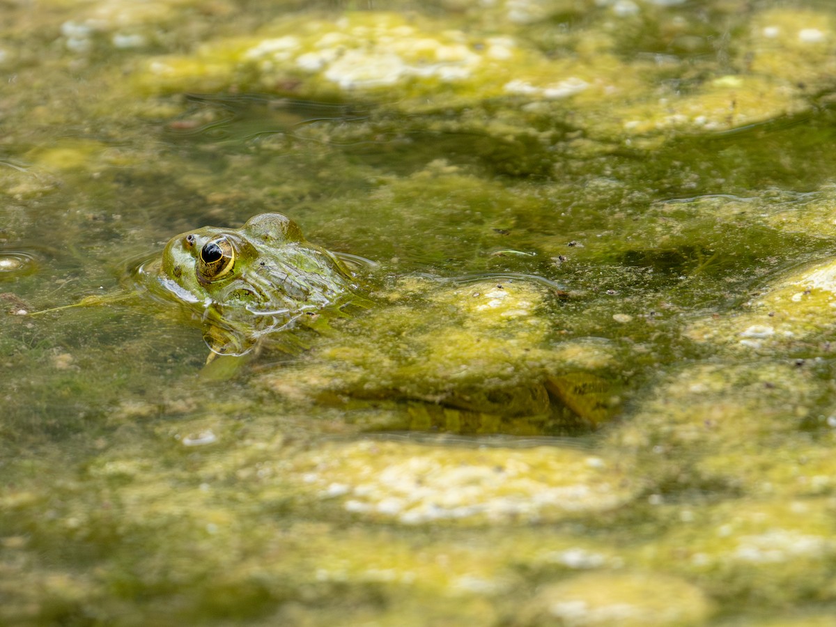Amphibians - ML659102653