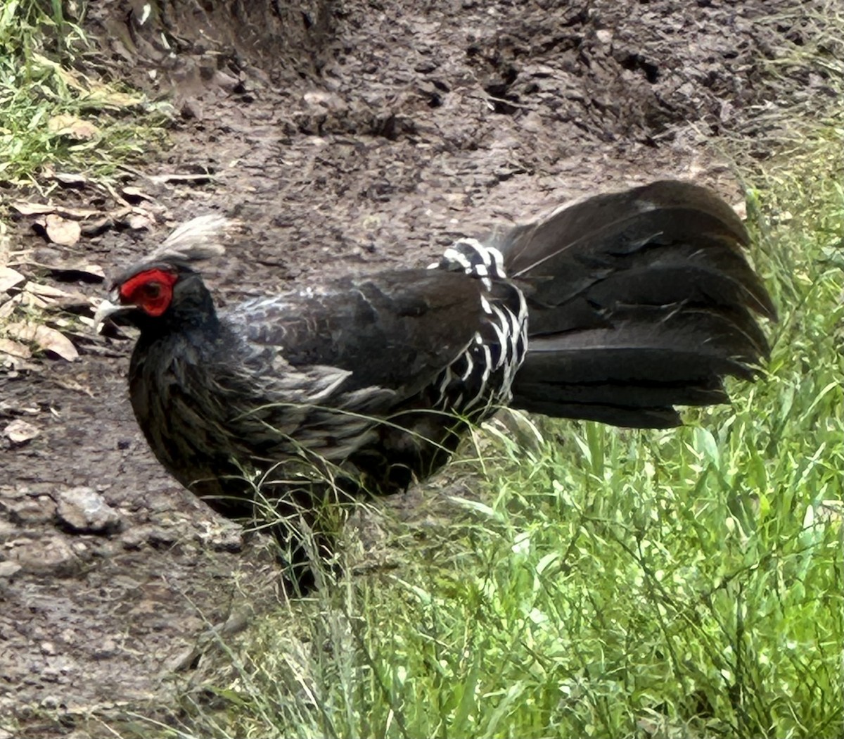 Kalij Pheasant - ML659102974