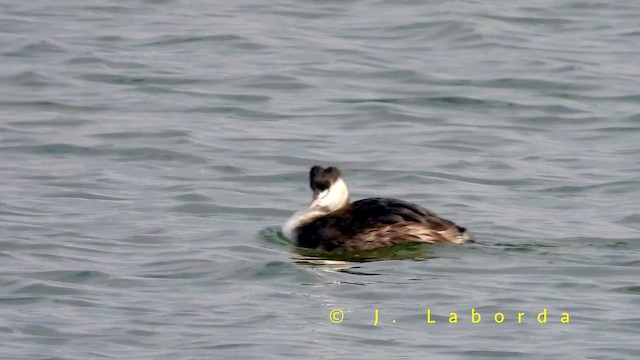 Great Crested Grebe - ML659103550