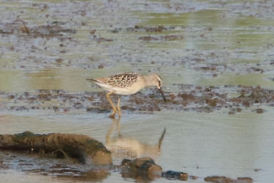 Stilt Sandpiper - ML65910371