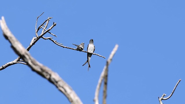 Crested Treeswift - ML659104468