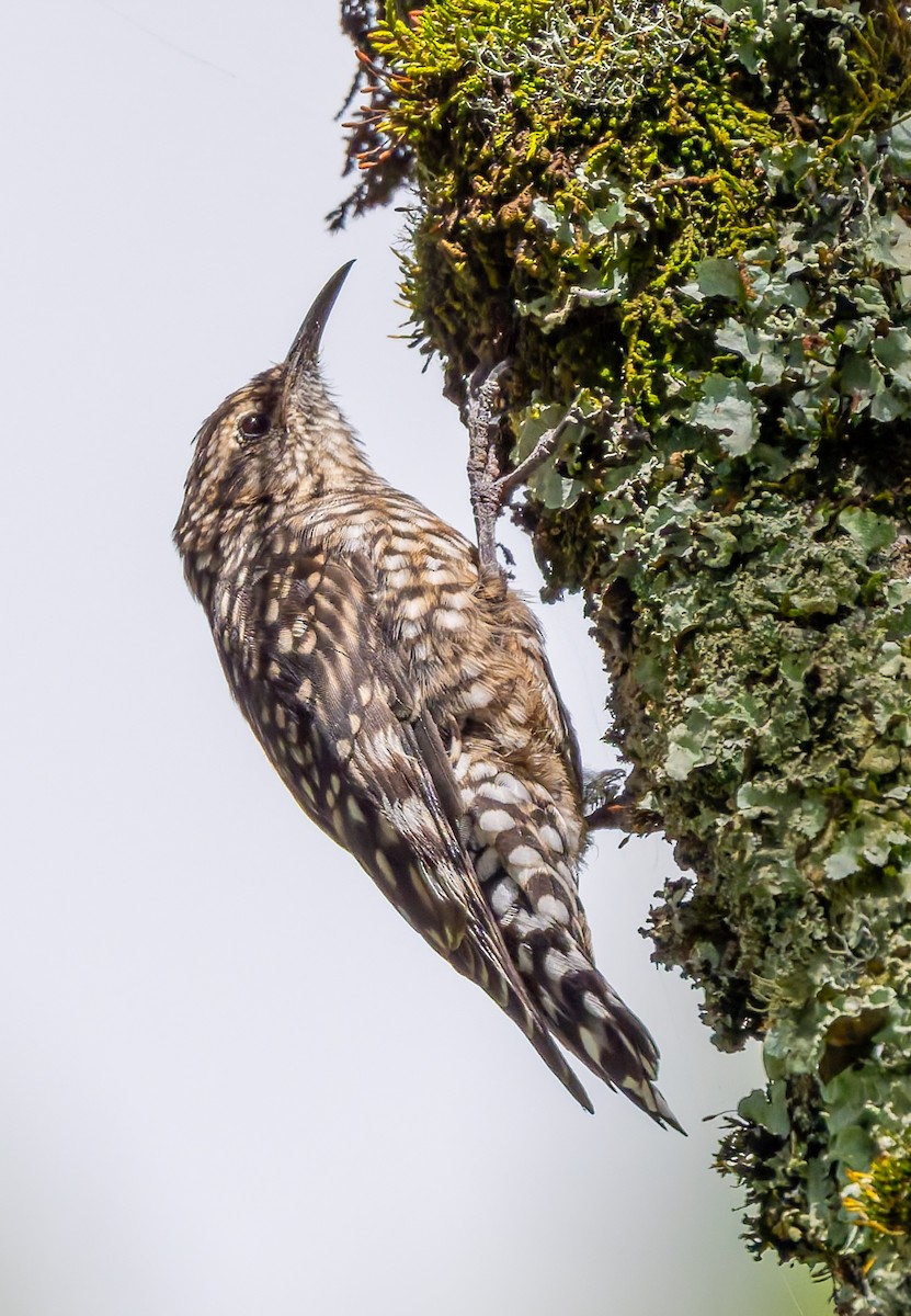 African Spotted Creeper - ML659104717