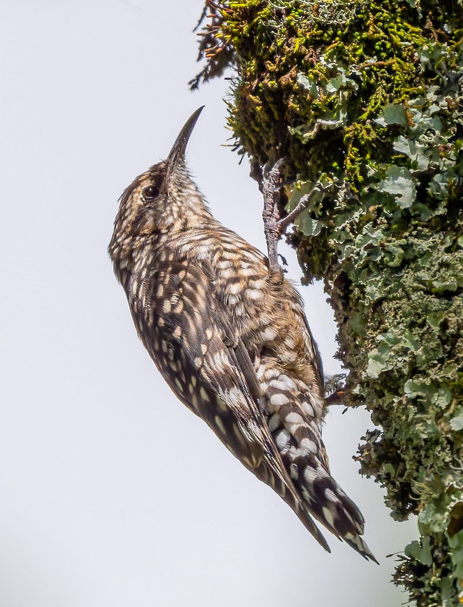 African Spotted Creeper - ML659104718