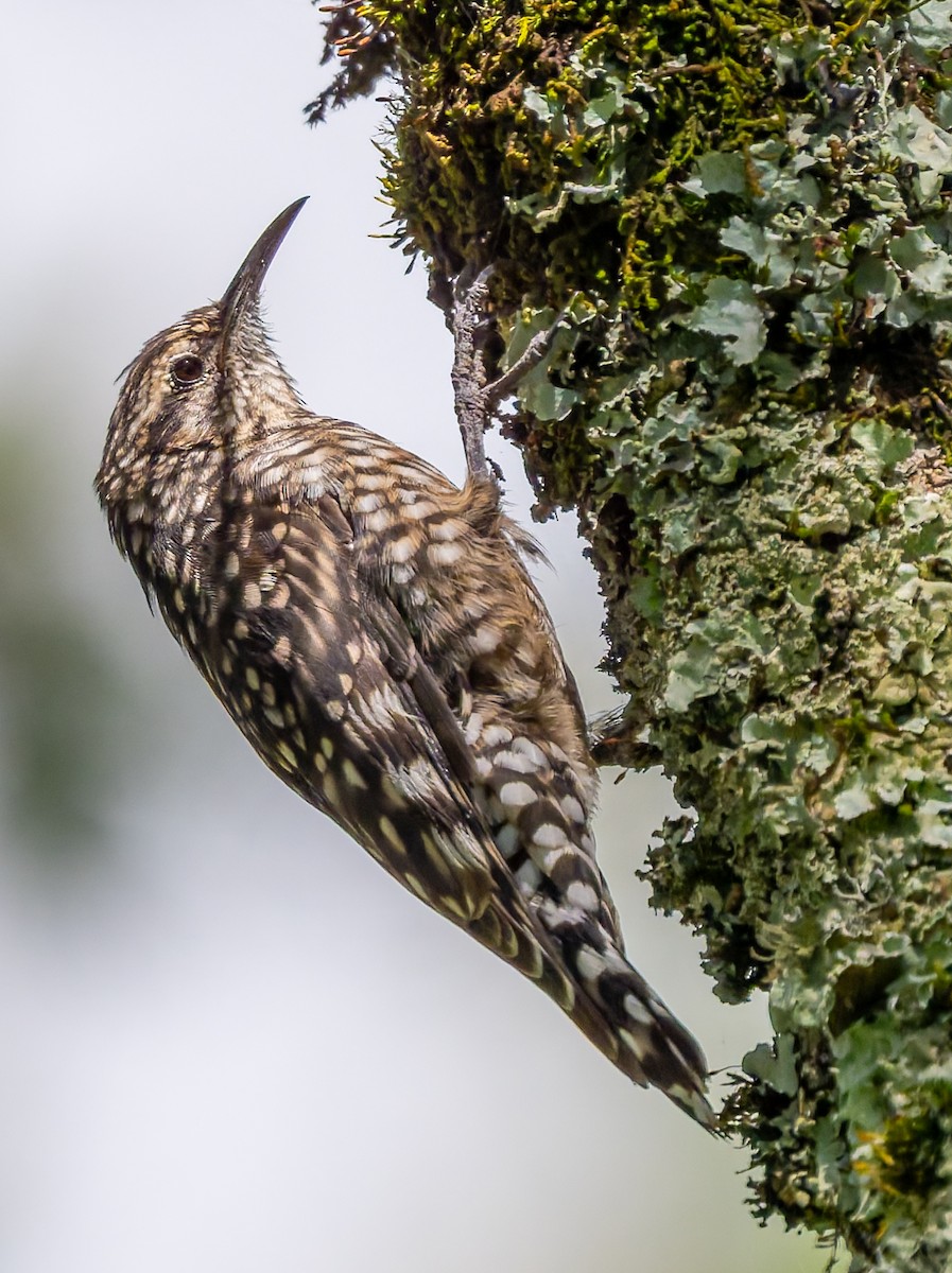 African Spotted Creeper - ML659104719