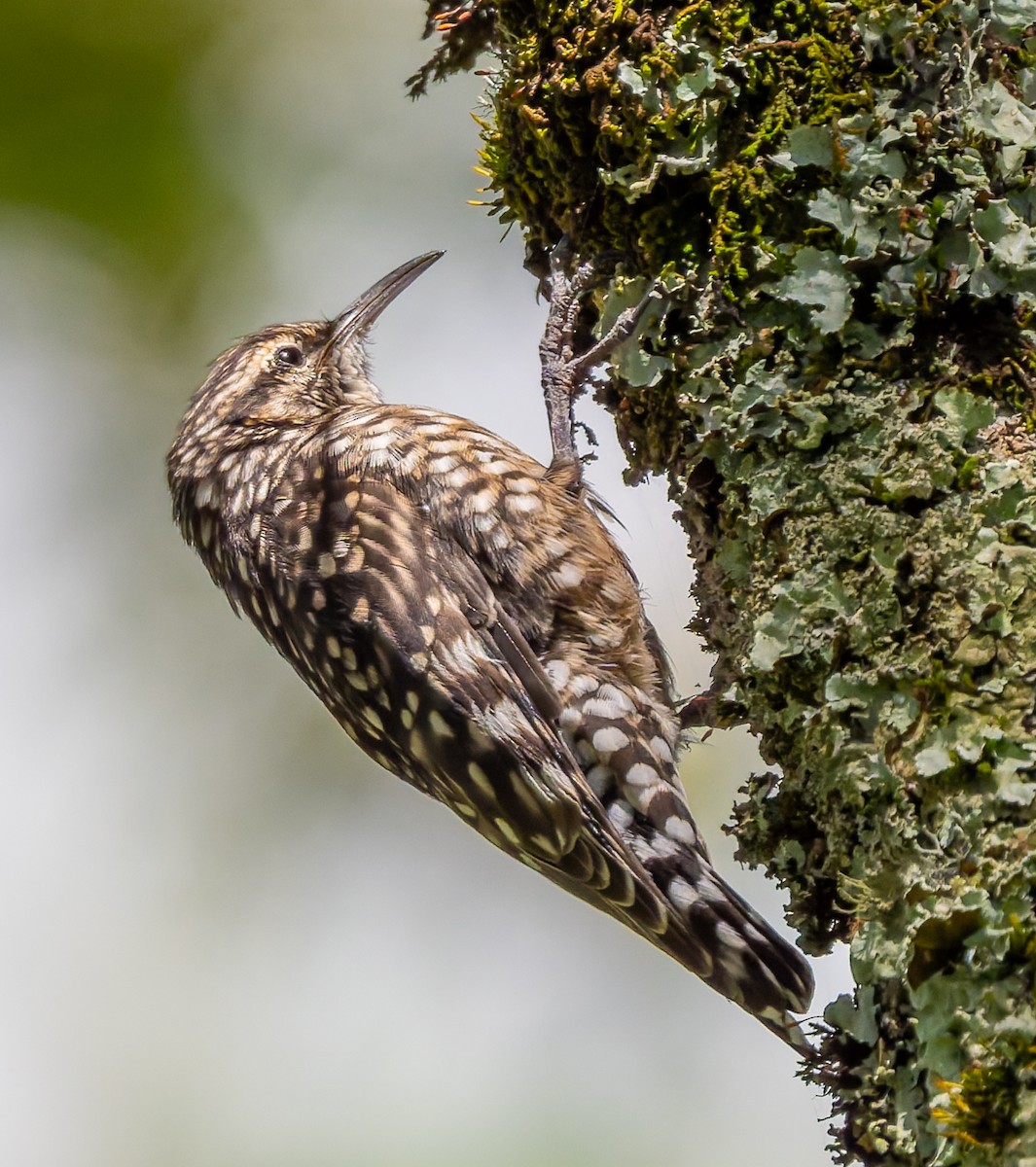 African Spotted Creeper - ML659104720